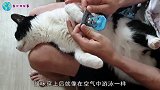 猫咪穿上袜子后，好像在空气中游泳，猫咪这是什么鬼东西