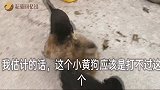 两只爆脾气的小土狗，见面就咬，主人在一旁不管看热闹