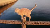 在公园海边，遇到一只友好的猫咪