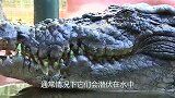 巨蟒潜入鳄鱼老巢，水下展开激烈PK，镜头拍下全过程