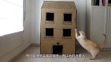 猫咪一直以为自己是人，常常做出的一些反常举动，把主人都吓到了