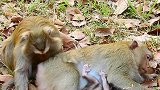 大猴子真的累坏了，直接抱着小猴子地地上休息，这是快睡着了！