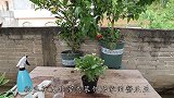 养蟹爪兰，碾碎药片混水搅拌，花苞狂冒挤满盆