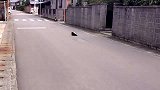 大街上发现一只奇怪的乌鸦，走近一看，要被它蠢哭了