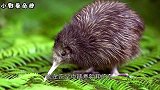 世界上唯一一种没有翅膀的鸟，几维鸟，新西兰的国鸟