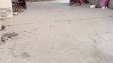 打还是不打，还给弄了两条鱼