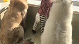 狗狗陪着小主人一起看日落，画面太温馨，令人羡慕！