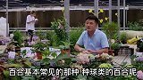 百合花怎么养？有哪些常见问题？需要注意什么？百合花养护分享。