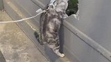 每个洞猫咪都不放过，非得看看里边有什么