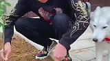 开心真的好聪明，好可爱呀，你们喜欢这么可爱的开心吗
