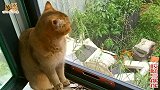 帅猫痴恋母猫，主人安慰它，要陪它给母猫唱越南版《兄弟想你了》
