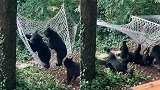 美国：两只熊崽在树林中爬吊床，齐齐踩翻摔地上