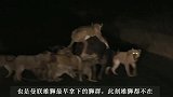 曼提马勒狮群：两头亚成年雄狮担纲主力，带领狮群捕获野牛