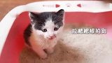 【猫咪成长记】猫咪一岁半，记录奶牛猫的成长瞬间！