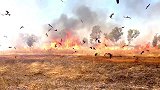 “猛禽纵火犯”，森林火灾的帮凶竟是一群鸟，点火技术炉火纯青！