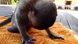 猴子已经有点儿奄奄一息，没有了活泼，心疼你