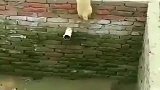 小奶狗：让你们见识下什么事传说中的飞檐走壁