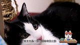 为什么说奶牛猫是猫界公认的神经病？