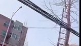 猫咪挂在高空，眼看快撑不住了