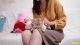 大脸猫试用网红瘦脸神器，猫：我也想要小V脸