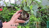 给沙漠玫瑰换盆不要急，花匠们都是这样操作的