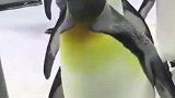 都多大的企鹅了，幼稚不幼……过我也喜欢这样！网友：都幼稚！