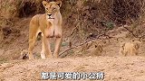 这只小狮子，将来会组成草原最强联盟之一