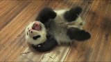 熊猫宝宝张着嘴巴，翘着小腿真舒服，就是翻身有点难