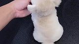 这个比熊毛茸茸的小尾巴