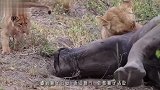 4只鬣狗围攻老花豹，本以为花豹在劫难逃，结局却出人意料！
