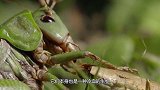 螳螂与水蛭的对决，仅凭一招就分出了胜负，千万不要眨眼