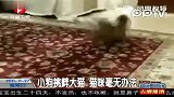 小狗挑衅大猫猫咪毫无办法