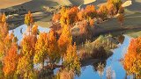 美丽的沙漠胡杨，中华大地五千年的文明，你是生命永不退色的灵魂
