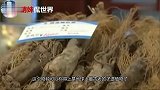 原来人参真的会逃跑,今年在这明天就不见了,这到底是怎么回事呢