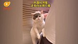 中国好邻居！邻居捡到猫咪后张贴“画像启事”寻主，网友：细节