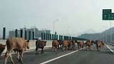 趁主人回家吃饭牛群“集体出逃” 20多头牛闯入高速悠闲散步