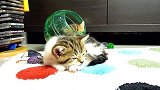 卧在毛毯上的猫咪，看这快睡着的样子，也是很萌了！