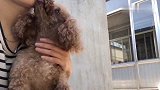 妞妞生气了，嫉妒使狗面目全非，铲屎官太难啦！