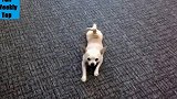 狗狗在地上爬着走，看着还以为真的瘸，千万不要被外表迷惑！