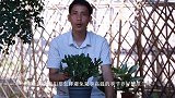 夏季养护蟹爪兰，这些控一控，才能避免烂根