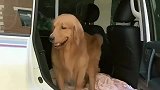 原来狗狗之间的爱情这么单纯，真的是让所有人都羡慕