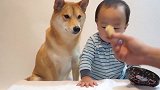 狗狗和宝宝分享小饼干，贴心狗子每次都让着小主人，好有宠爱感