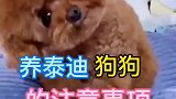 泰迪狗每日分享养犬知识