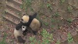 熊猫：我打不赢你哥哥，我走还不行吗