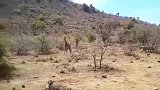 长颈鹿幼崽遭狮群围攻，长颈鹿妈妈拼死营救，结局太揪心了
