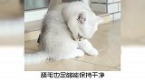 冷知识：人为什么会如此的痴迷猫咪呢？