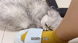 猫咪沉迷吸鞋无法自拔，吸完躺地一脸沉醉，比猫薄荷还上瘾