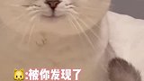 干盲人按摩的猫咪，很熟练