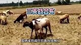 羊羊版的三英战吕布，老二好像是我卧底