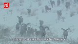 岩羊不甘被狼群啃食，义无反顾跳下悬崖！